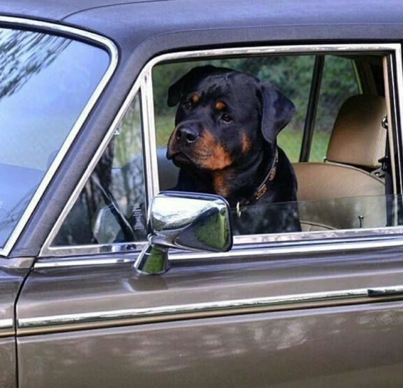 Car Dog Hair Removal Techniques That Work