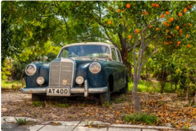 How to Remove Tree Sap from Your Car Without Damaging Paint
